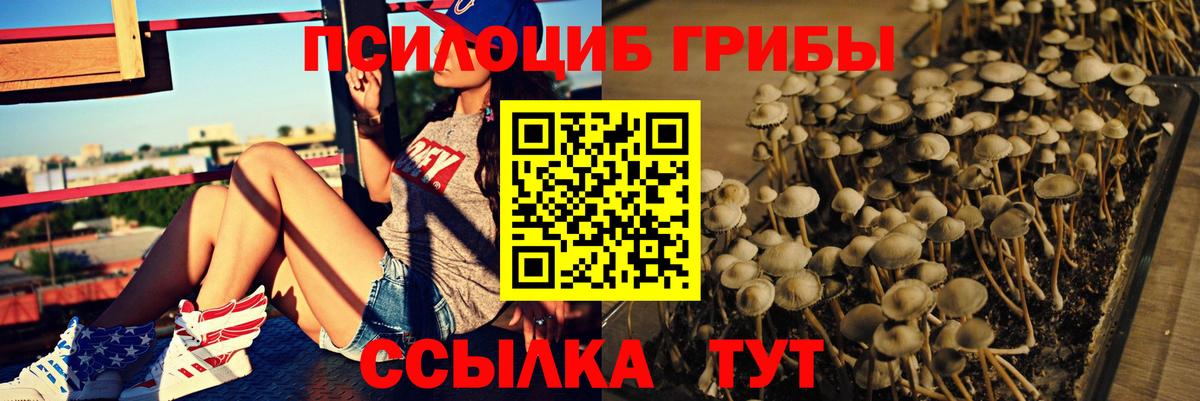 Галлюциногенные грибы Psilocybe Нововоронеж